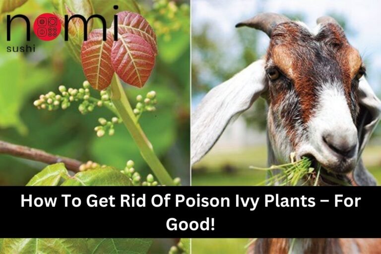 How To Get Rid Of Poison Ivy Plants – For Good!